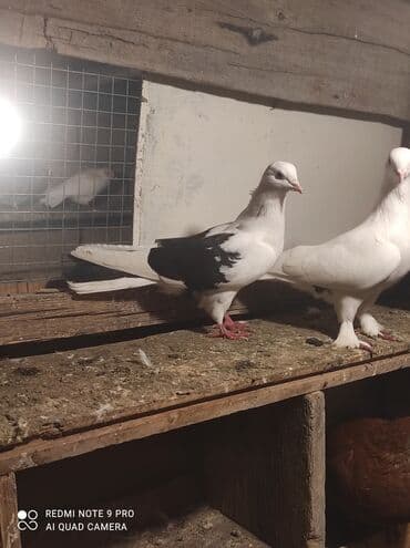 Qiymət razılaşma yolu ilə. 2 side mayadi . goy cep drakon dan çıxıb lalafo.az -da Qiymət razılaşma yolu ilə. 2 side mayadi . goy cep drakon dan çıxıb