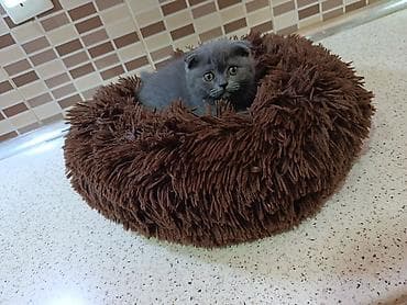 şotland pişik: Şotland — 7