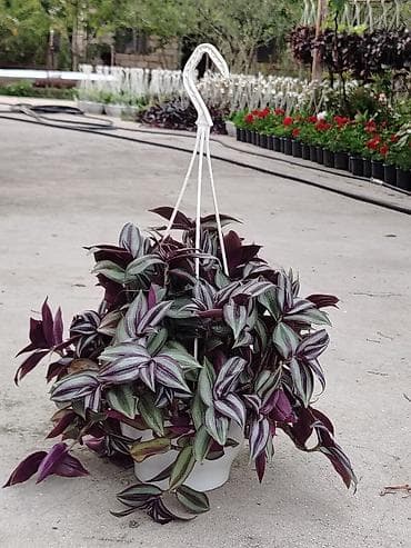 Дом и сад: Sallanan saksıda “Tradescantia zebrina” (təlxəkotu, Wandering Jew) — 4
