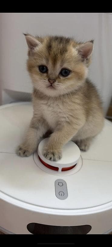 əbabil quşunun qiyməti: Qızıl şinşilla, Dişi, Cütləşmə üçün, Pulsuz çatdırılma — 5