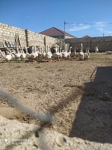 Quşlar: Qaz və qaz balaları - Yerli təsərrüfatda bəslənən qaz sürüsü və yeni — 4