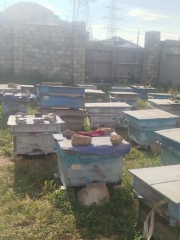halep kecisi satilir: 40-a yaxın arı ailəsi satılır. Qiymət razılaşma yolu ilə müəyyən — 4