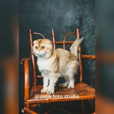 Təlim, kurslar: Foto çəkiliş | Studiya | Tədbirlərin çəkilişi, Love story, Toy fotosesiyası — 10