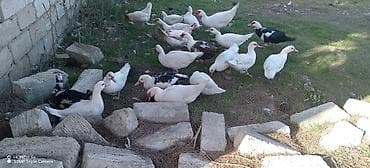 Quşlar: Erkək, | Lal ördək, Ətlik — 5