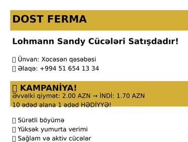 cucə yem qabı: Toyuq cücələri, Damazlıq, Ünvandan götürmə, Pulsuz çatdırılma, Ödənişli çatdırılma — 1