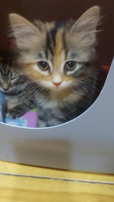 keçi dişi: Britan, Erkək, Dişi, Yaxşı əllərə, Ünvandan götürmə, Ödənişli çatdırılma — 2