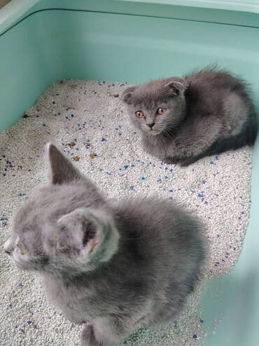 şotland pişik: Şotland — 2