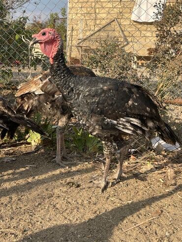 ağdam xoruzu gence: Erkək hind quşular satılır 5 ayl yarımlıqdı çəkiləri 4 kilo yarım 6 — 2