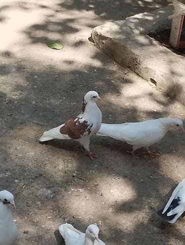goyercinler: Saqlam qusdardi sec gotur 15m basqa qusdarda var — 4