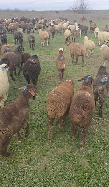 Heyvanlar üçün mallar: Əmlik quzular satılır 160 baş quzudur 90 baş bir qiymət 255 azn 70 baş — 1