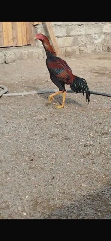 Inəklər, öküzlər: Xoruz, Heyratı, il: >5 — 2