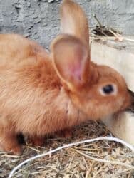 Inəklər, öküzlər: Temiz karlik diwidir erkeyi oladigna gore satiram — 10