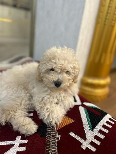 Gəmiricilər: Pudel, 2 ay, Erkek, Peyvəndli, Ödənişli çatdırılma — 1