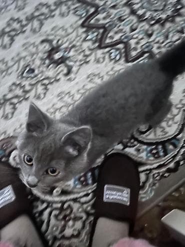 pişik cutləşdirilir: Şotland yastı qulaq — 7