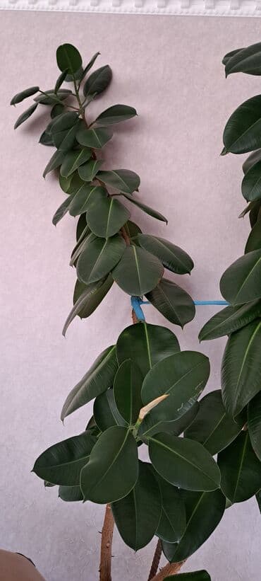 Lincoln: Fikus bitkiləri satılır . Həmişəyaşıldır . Otaqların ofislərin — 5