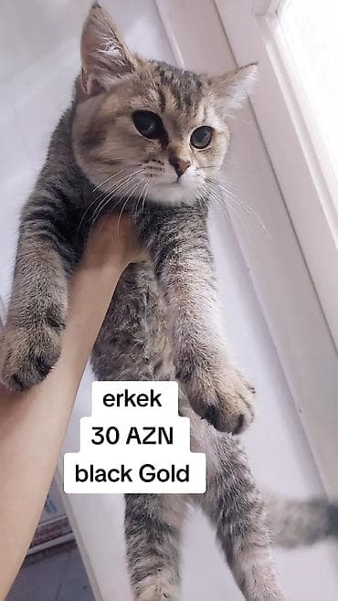 balonka it satilir: 1 yas erkek sinsilla kocle bağlı satilir . wp yazın catdirilma var — 1
