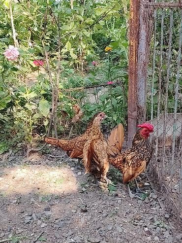 quş yarım tip: Toyuq cücələri, Damazlıq — 8