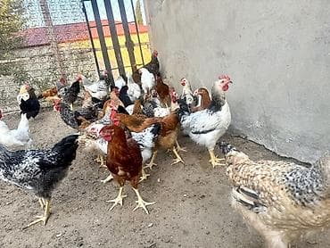 qusar heyvan satışı: 5 Ay Yarımlıq Kənd Çolpaları Satılır. Xoruzları 1.450-1.500 — 8