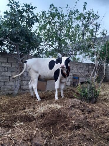 disi danalar: Самка, лет: 3, Для разведения, Для мяса, Для молока — 6