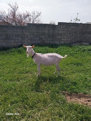 sudluk kecilerin satışı: SAANİN KEÇISI BOĞAZ 3 AYLIQ — 3