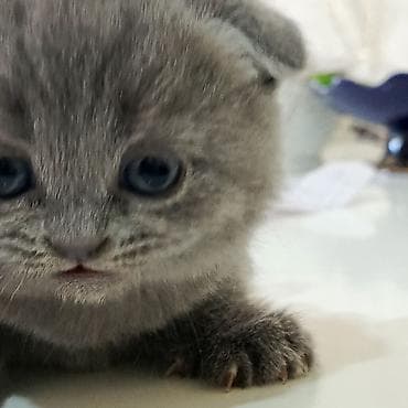 pişik tasma: Şotland yastı qulaq — 3