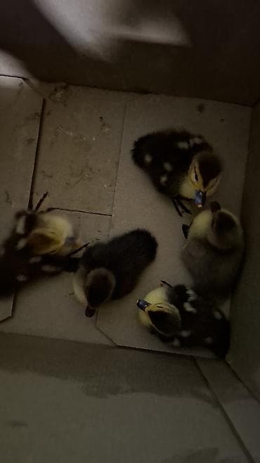 cuce adi: Dişi, | Lal ördək, Ətlik — 2