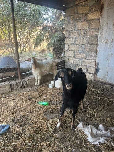 200 ağ. keci 250 qara keçi 2 sininde balası var qarnında real alıcı lalafo.az -da 200 ağ. keci 250 qara keçi 2 sininde balası var qarnında real alıcı