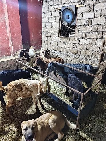 haski satisi: Satlıq keçi sürüsü - Növ: yerli cins qarışığı (ağ, qara, boz və — 5