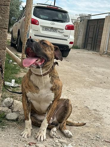 Pitbul, 2 il, Erkek lalafo.az -da Pitbul, 2 il, Erkek