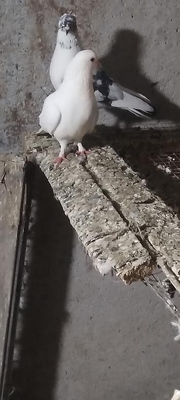 quş adları: Qusdar erkey mayadi tutulma qusdardi hazir cutduler kankiret adamlar — 4