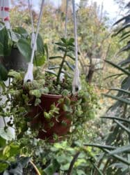 yeni il şənliyi 2022: Xalça — 45