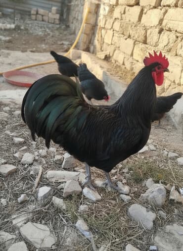 Temiz qan avstrolop cuce ve yumurta satisi edilir.Sekilde gorduyunuz