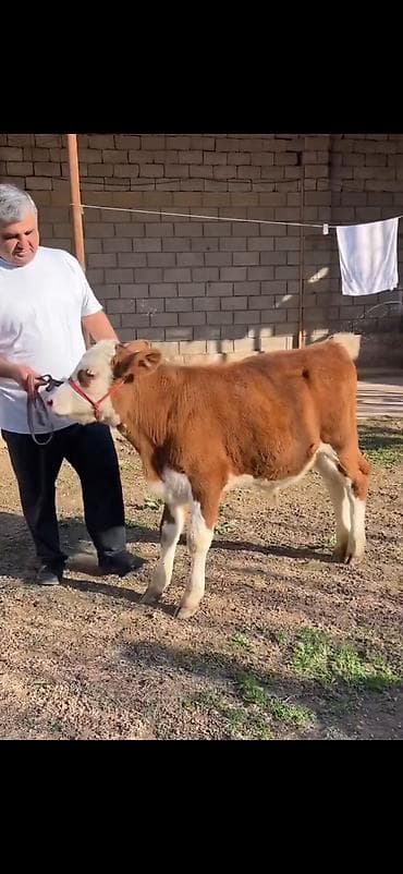 Satılır: simmental tipli dana - Cins: ətli istiqamət – simmental — 8