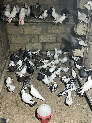 Gəmiricilər: 80 yaxn heyvandı Qerdeşder Tergizme — 4