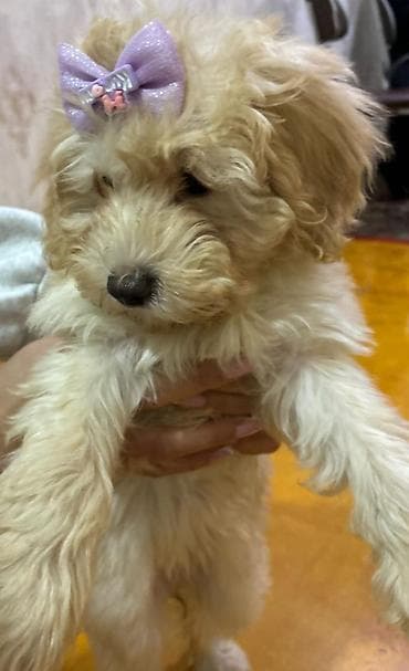 simmental danalarin satisi: Pudel, 3 ay, Dişi — 4