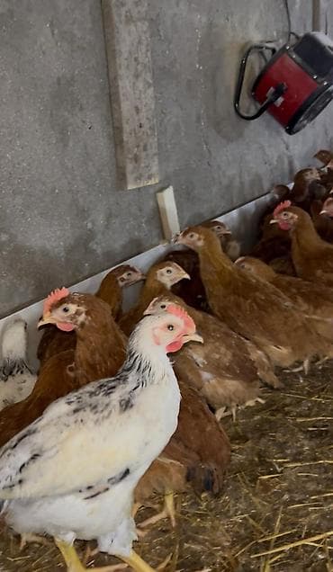 Toyuq, Ətlik, Pulsuz çatdırılma lalafo.az -da Toyuq, Ətlik, Pulsuz çatdırılma