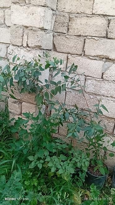 Şitillər: Eukalipt fidanları (qara plastik dibçəklərdə) - Növ: Eucalyptus — 3