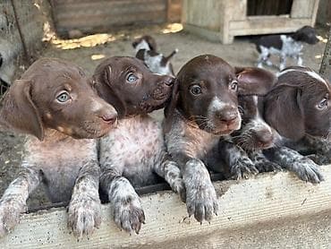 Kurtxar, Rayonlara çatdırılma