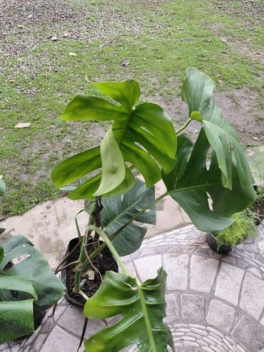 monstera bitkisi: Şeflera 15 azn. Monster 15 — 4