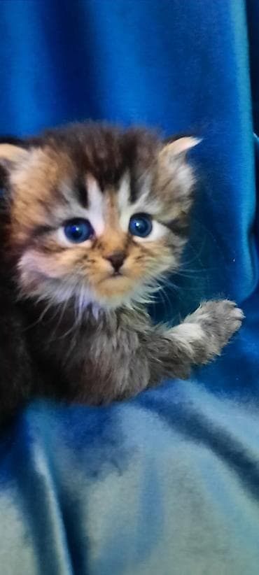 Cins: Uzun tüklü, qısa burunlu balaca pişik (pers tipli) Rəng: Tünd — 4