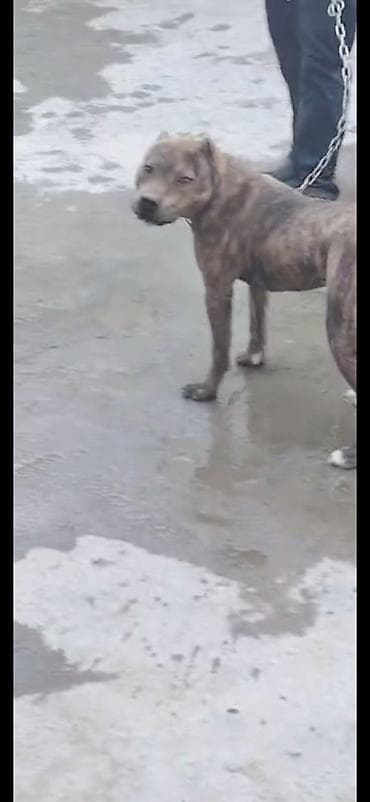 tük töken: Pitbul, 10 ay, Dişi, Peyvəndli — 3