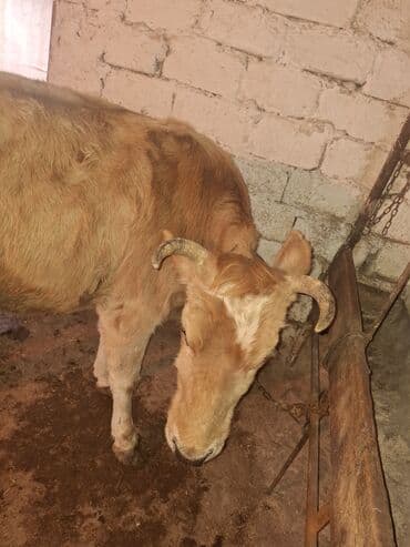 Bentley: .qisir ineyler 2 de kokdu — 1