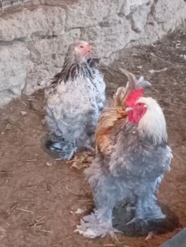 Inəklər, öküzlər: Toyuq, Brama, Damazlıq — 3