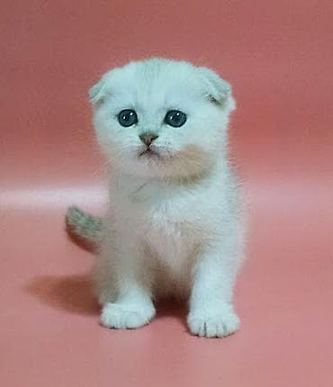 scottish fold: Şotland yastı qulaq — 5
