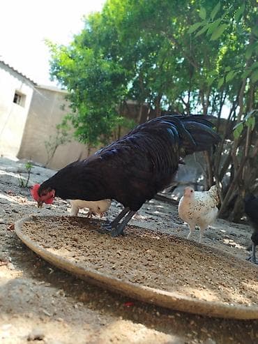 Toyuqlar: Təmiz avsrolop xoruzlardi 6ayliqdi 3 kiloya yaxin çəkiləri var — 1