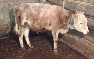 Gəmiricilər: 9 aylığ erkey danadı tamda sağkamdı kim isdəsə vatsapda yazsın — 2