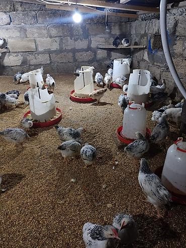 С/х животные и товары: Təcili Satılır Serebris F6 colpaları 125 ədəd Colpa irili xırdalı 2 ay — 9