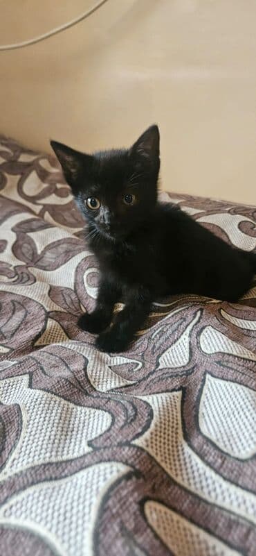 pulsuz pişik balaları 2022: Dişi, Yaxşı əllərə — 4