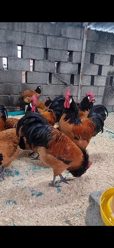 cücə və xoruz təmsil: Toyuq, Damazlıq — 3