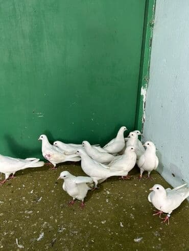 qasqaldag qusu: Az quyruglardi — 3